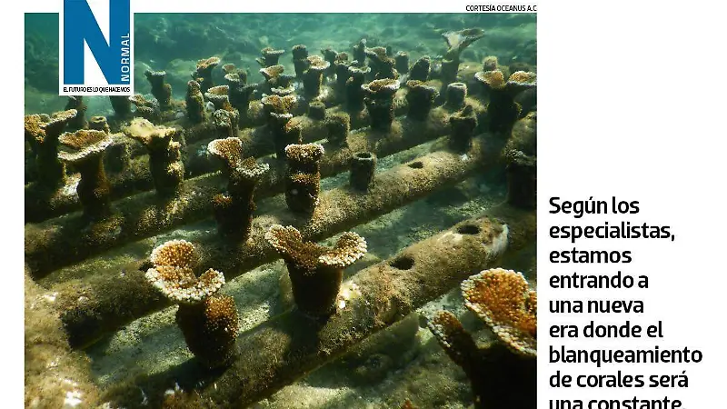 Corales veracruzanos SITIO3.
